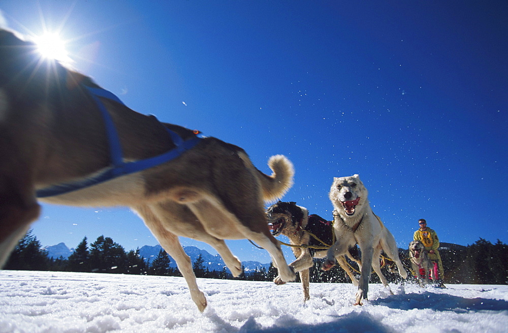 Dog Sledge, Lappland, Sweden