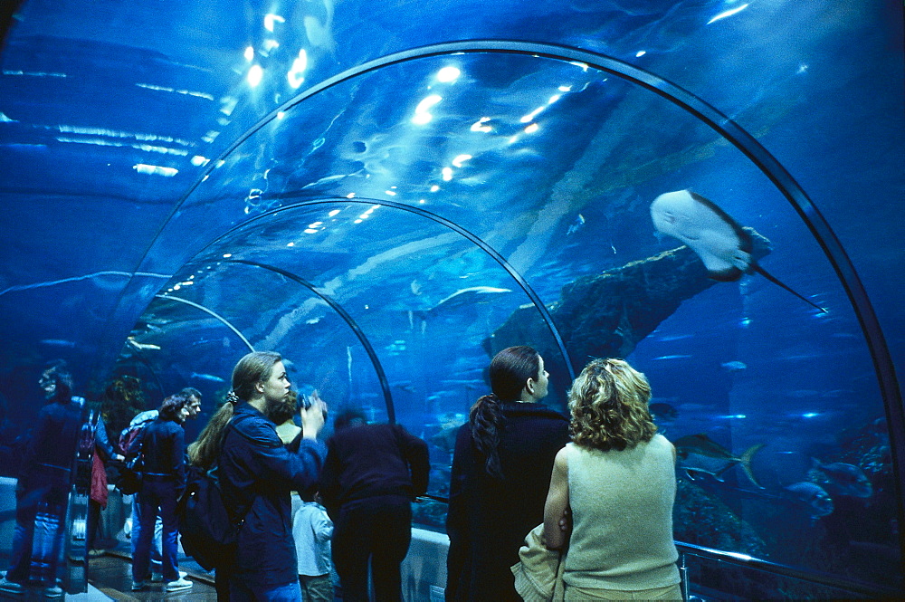 People watching fishes at the aquarium, Barcelona, Spain, Europe