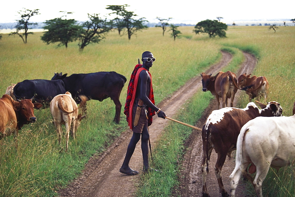 Massai herdsman with cattle, Massai Mara National Park, Kenya, Africa