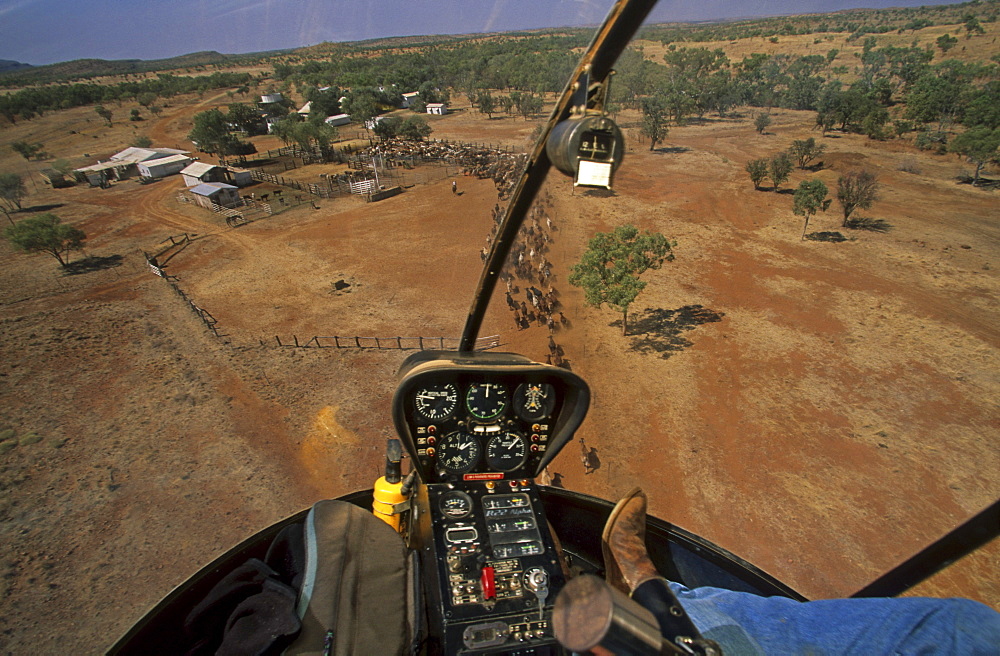 View of cattle herd from above, Cockpit, Sterling Buntine, Lansdowne Station, Kimberley, Western Australia, Australia