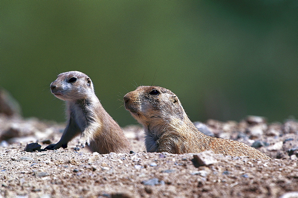 Close-up of black-tailed prairie dogs, Arizona, USA, America