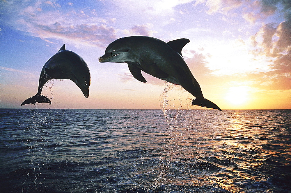 Two jumping Dolphins, Bottlenose Dolphins, Tursiops truncatus, Islas de la Bahia, Hunduras, Caribbean