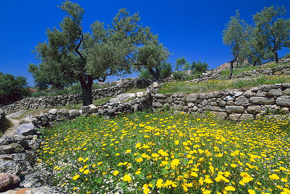 Olive grove and flower meadow, Turkey