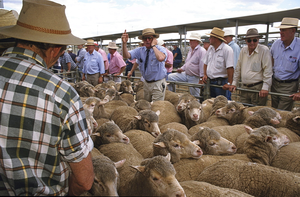 Bendigo sheep sales, men in summer shirts and hats bidding for sheep at sheep auction in Bendigo, Victoria, Australien