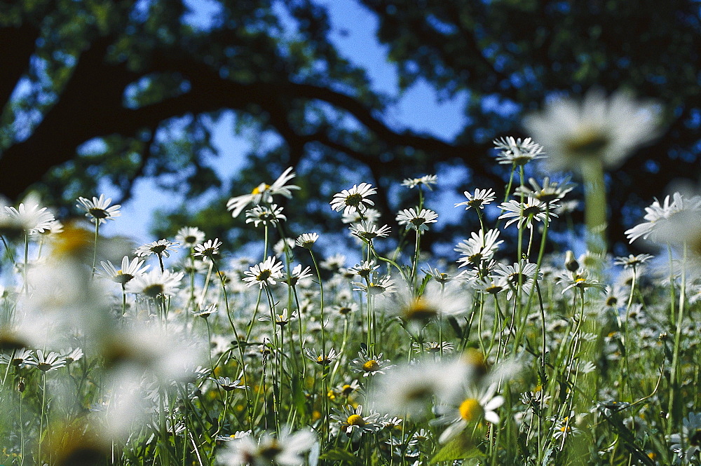 Marguerites, Leucanthemum vulgare, Germany