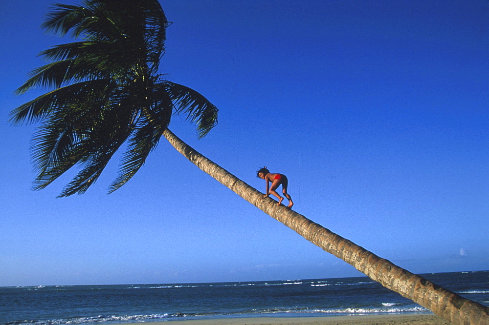 Child is climbing a palm tree, Dominican Republic, America