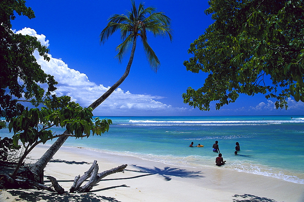 Palm beach, Coconut palms, Pigeon Point, Tobago, West Indies, Caribbean