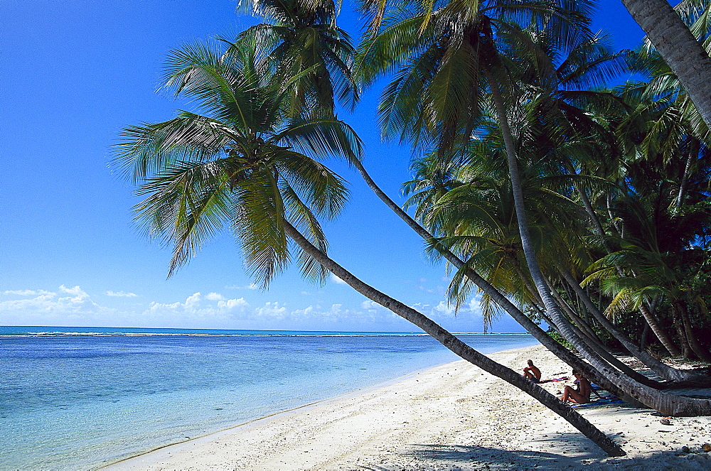 Palm beach, Coconut palms, Pigeon Point, Tobago, West Indies, Caribbean