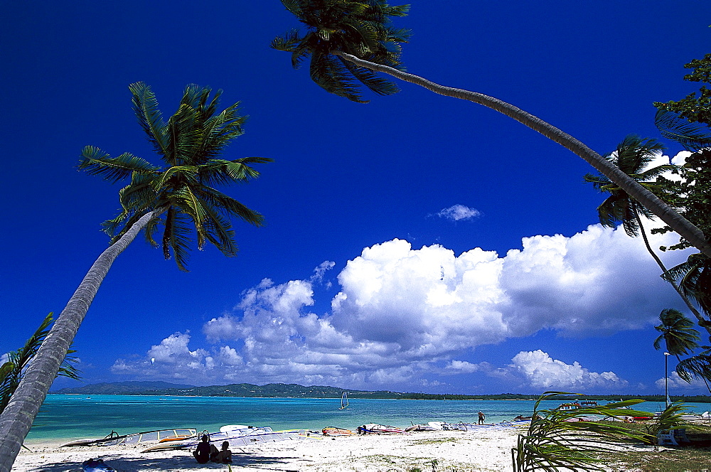 Palm beach, Coconut palms, Windsurfing, Pigeon Point, Tobago, West Indies, Caribbean