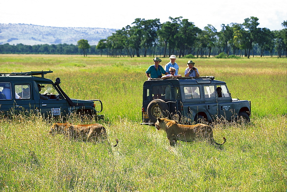 Lion Safari tour with jeep, Kenia, Africa