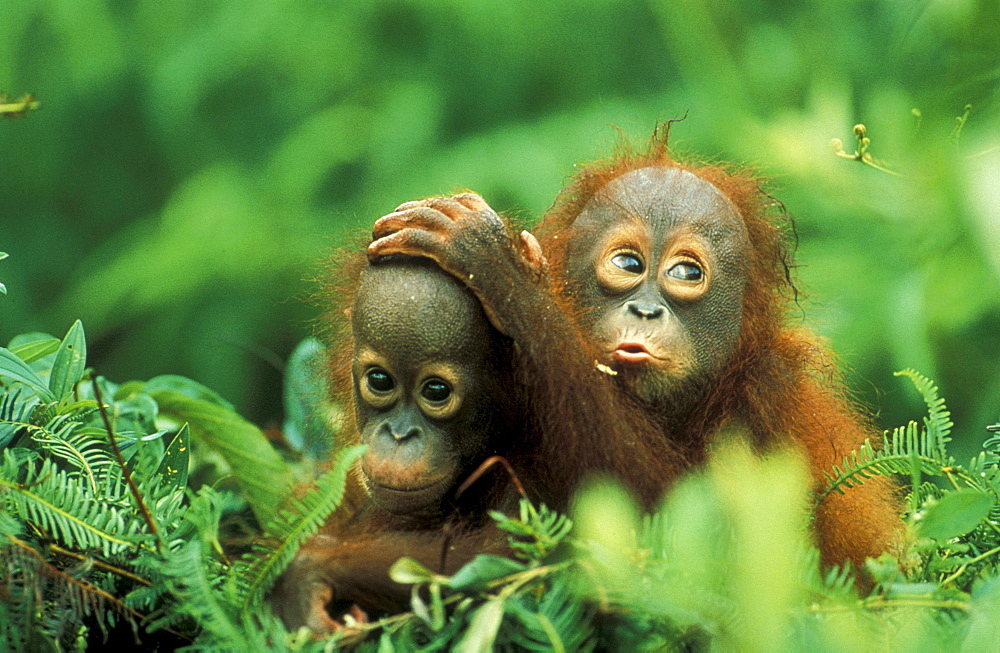 Two small orangutans, Gunung Leuser National Park, Sumatra, Indonesia, Asia