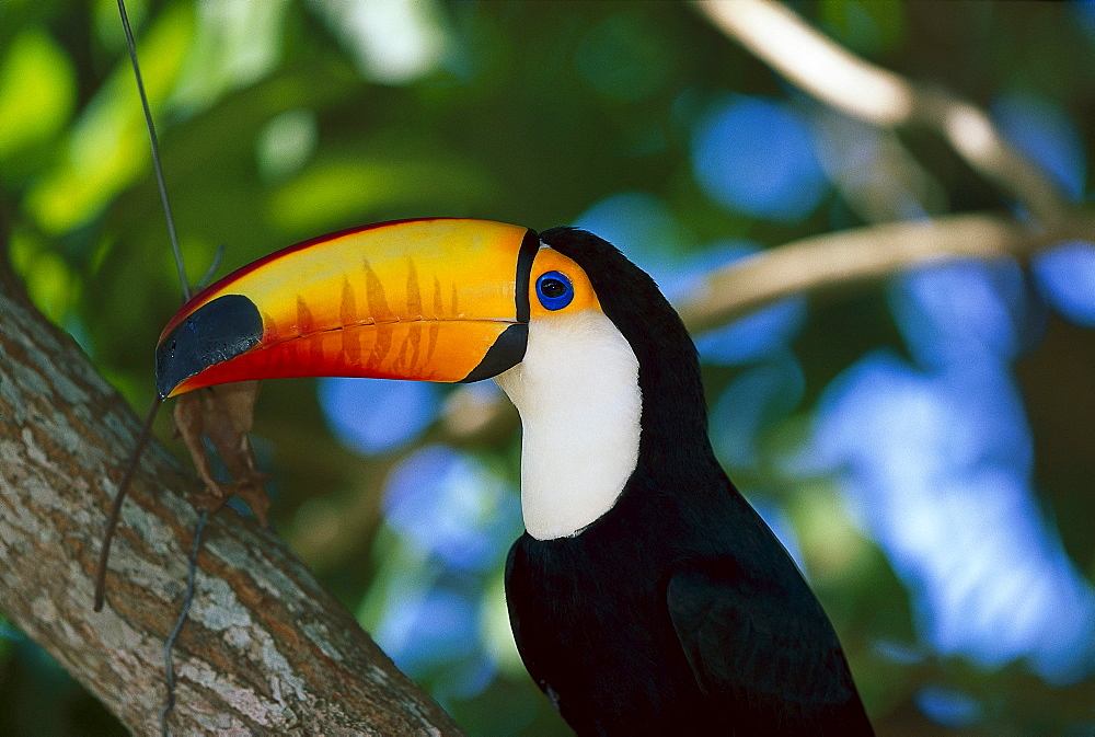 Toco toucan, Ramphastos toco, Pantanal, Brazil, South America