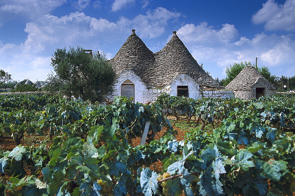 Trullo House in a vineyard, Apulia, Italy