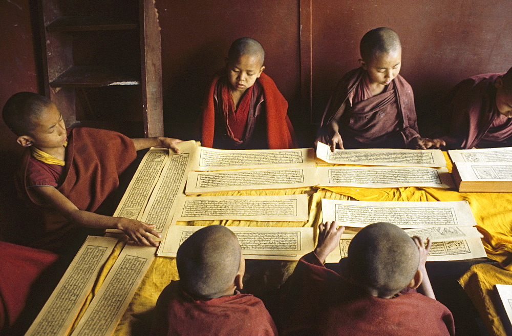 young monks read religious Tibetan texts, monastery, Dharamsala, India