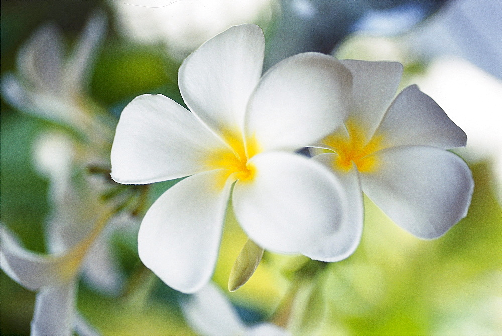 Ylang-Ylang Flower, Frangipani, Maledive