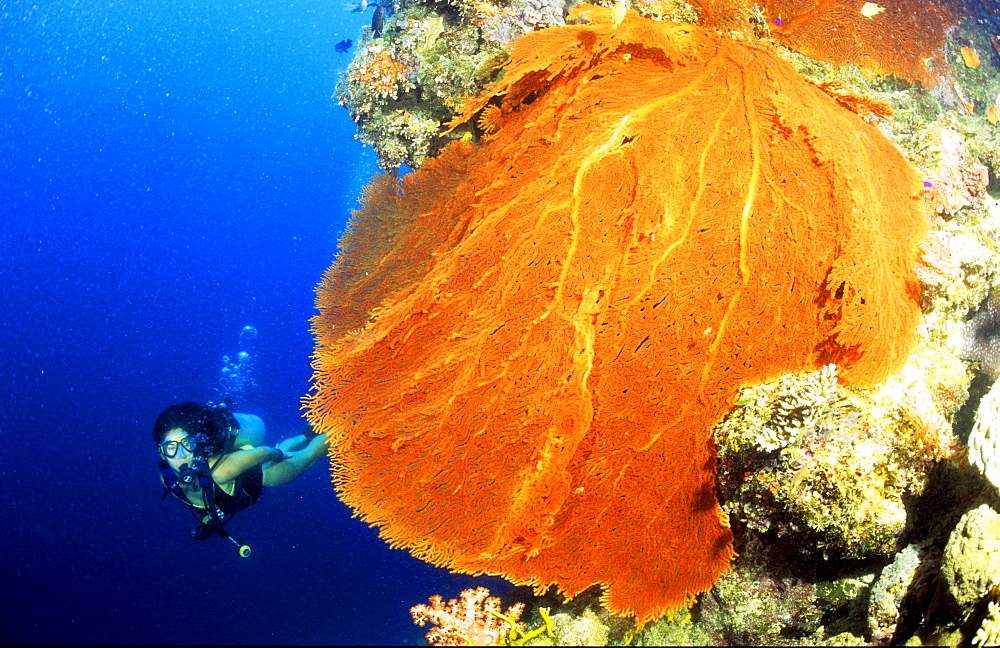 Diver near a gorgonian coral, Ribbon Reef, Great Barrier Reef, Queensland, Australia