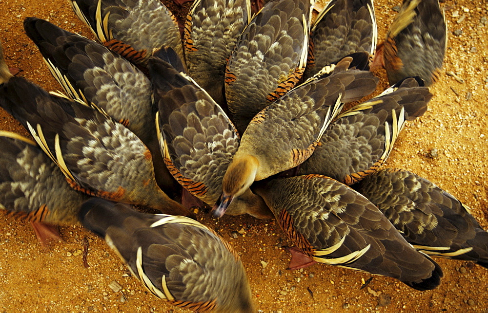 A group of australian ducks, Billabong Sanctuary, Townsville, Queensland, Australia