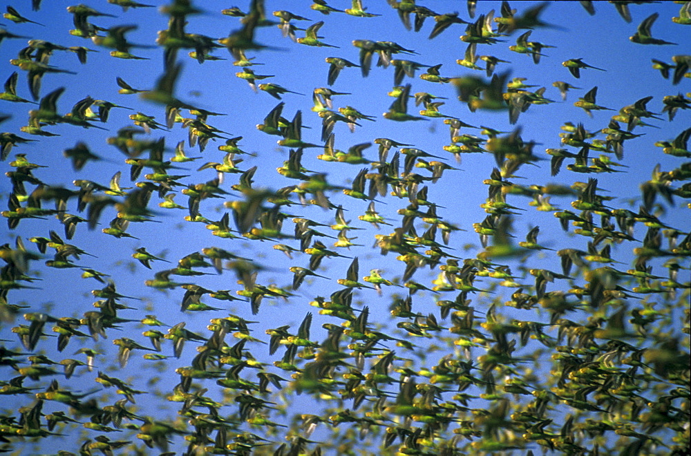 Swarm of budgerigars, Western Australia, Australia