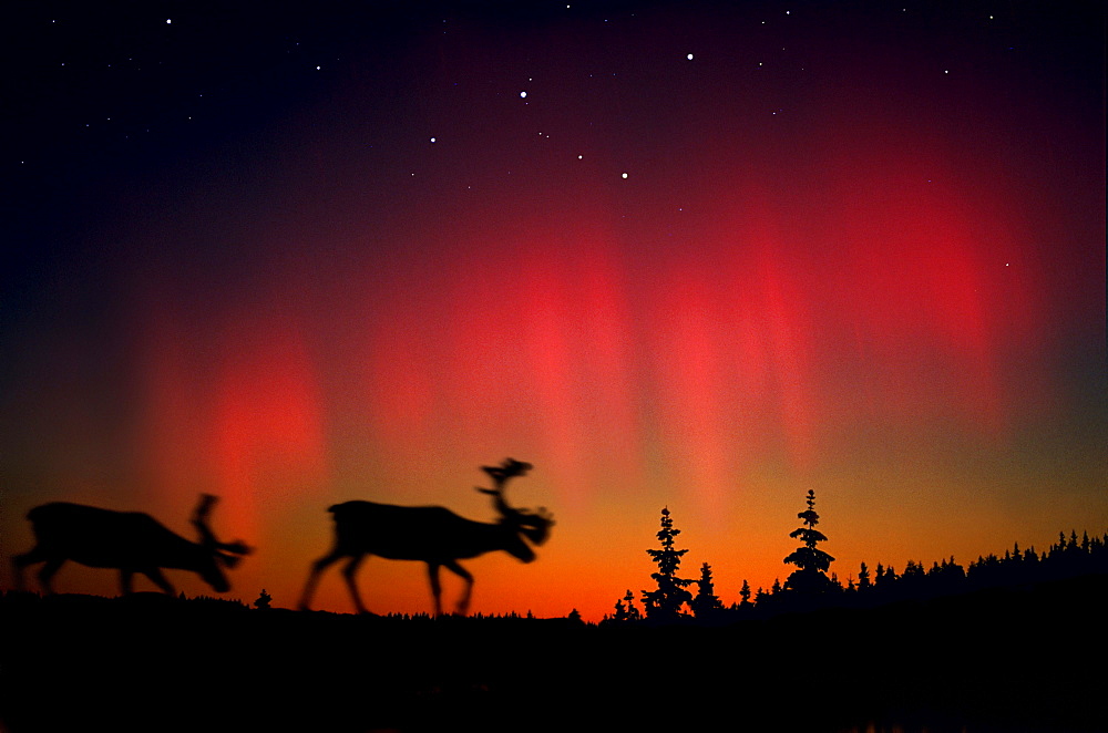 Northern lights above elks and coniferous trees, Lappland, Norway, Scandinavia, Europe