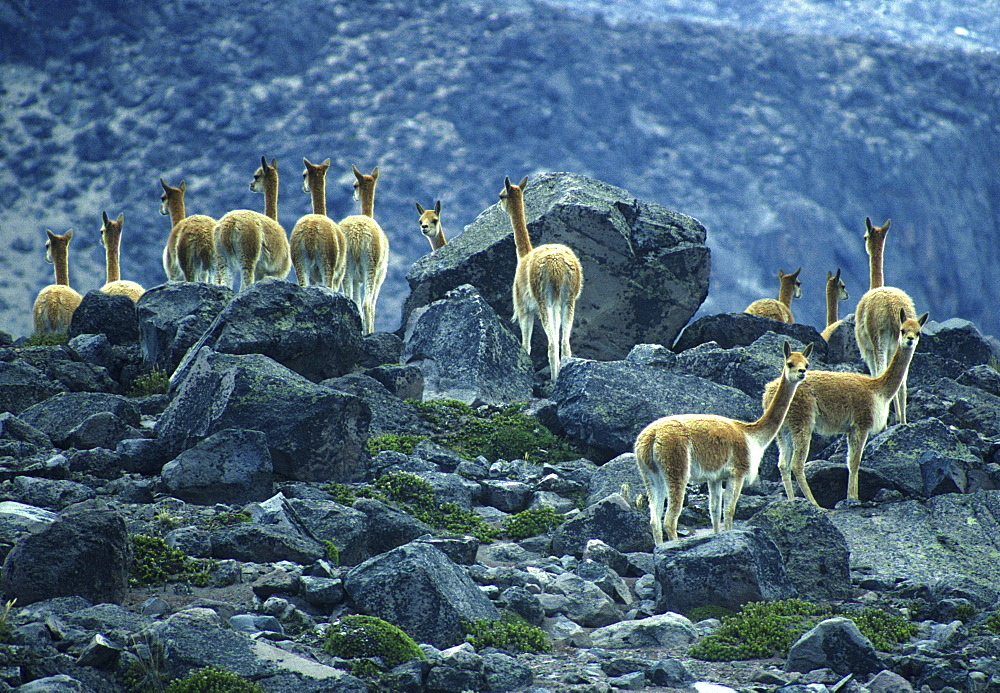 Guanacos near Cotopaxi volcano, Ecuador, South America