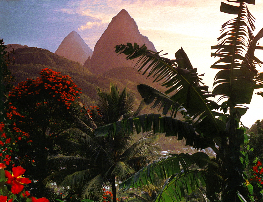 Palm trees and the mountains Two Pitons at sunset, Soufriere, St. Lucia, Carribean, North America