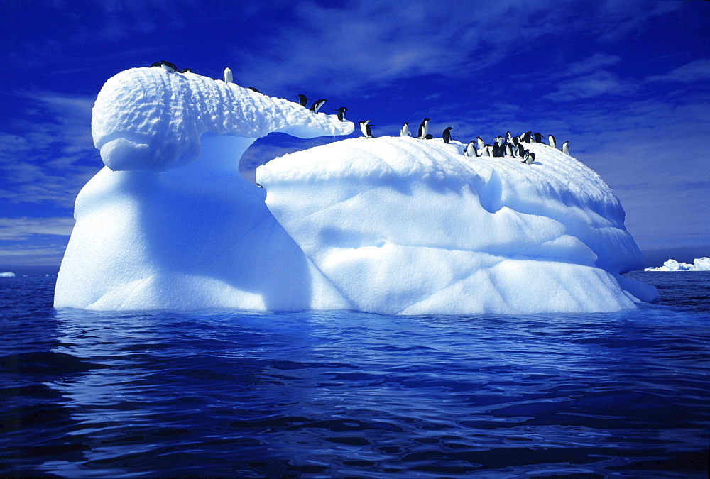 Adelie penguins on an iceberg, Paulet island, Antarctic peninsula, Antarctica