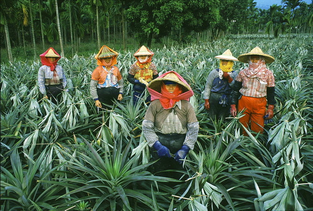 Pineapple farm, female workers, Pingtung County, Taiwan