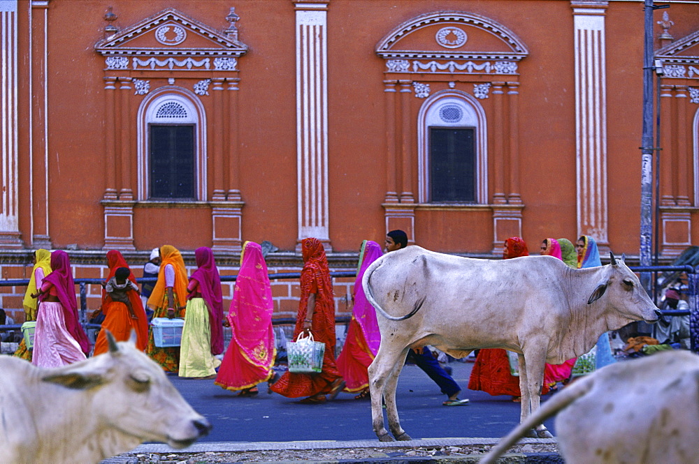 Holy cows in the Pink City, Jaipur, Rajasthan, India, Asia