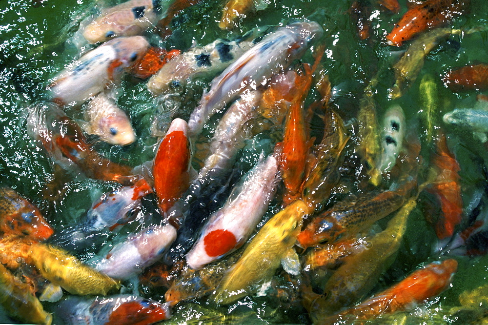 Japanese koi carps in a pond, Japan, Asia