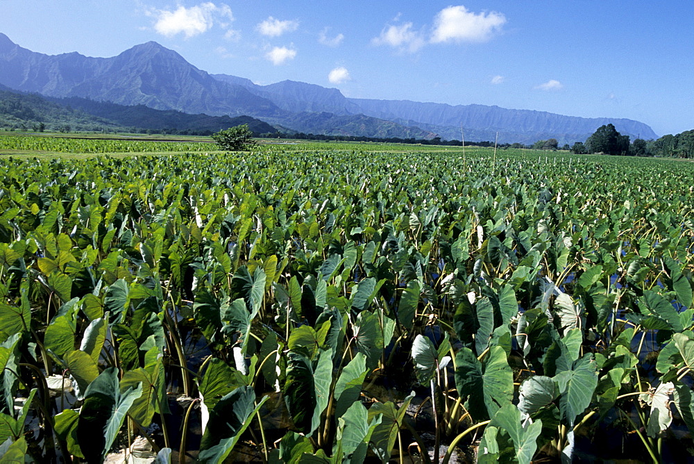 Taro Plantation, Near Hanalei, Kauai, Hawaii, USA