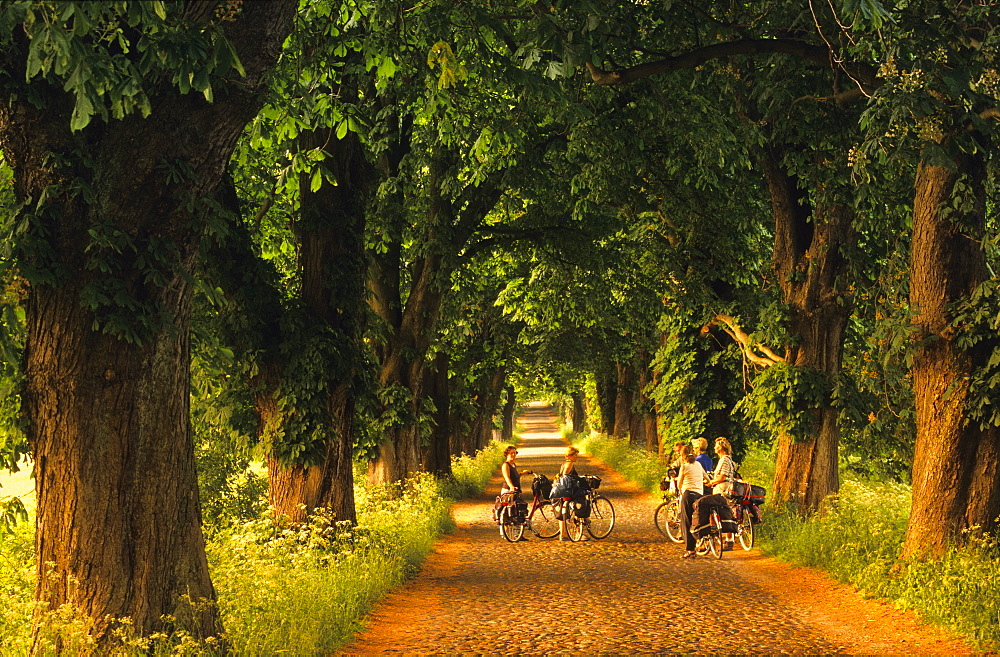 Europe, Germany, Mecklenburg-Western Pommerania, isle of Ruegen, avenue of trees near Lancken-Granitz