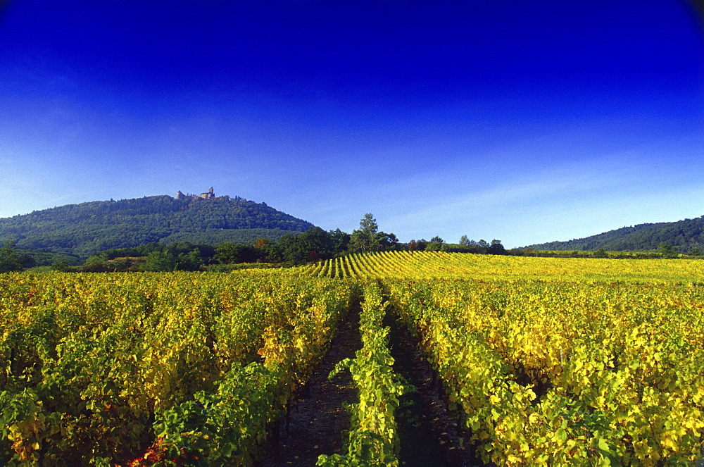 View over Rodern to Haut-Koenigsbourg, Elsass, France