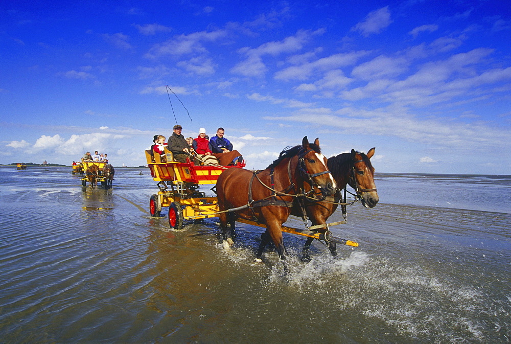 Horse-Drawn Carriage Ride to Island Neuwerk, National Park Hamburgisches Wattenmeer, Germany00058520