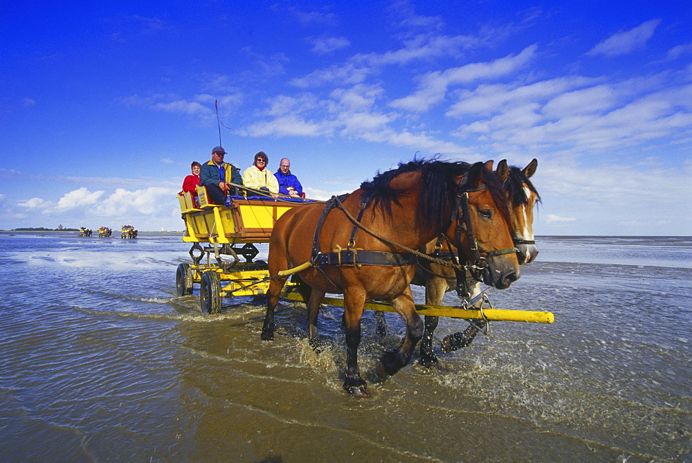 Horse-Drawn Carriage Ride to Island Neuwerk, National Park Hamburgisches Wattenmeer, Germany00058521