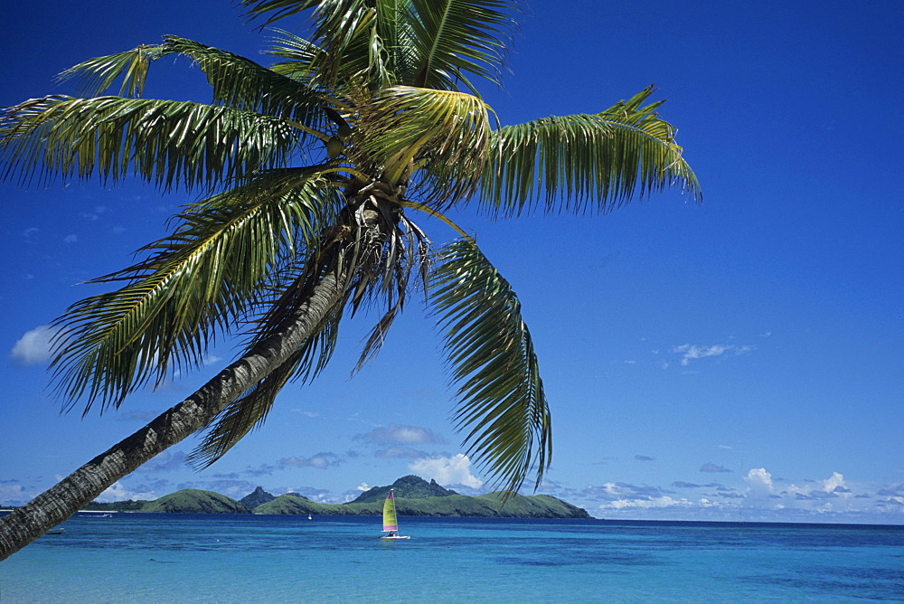 Coconut Tree and Hobie Cat, Tokoriki Island Resort, Tokoriki Island, Mamanuca Islands, Fiji