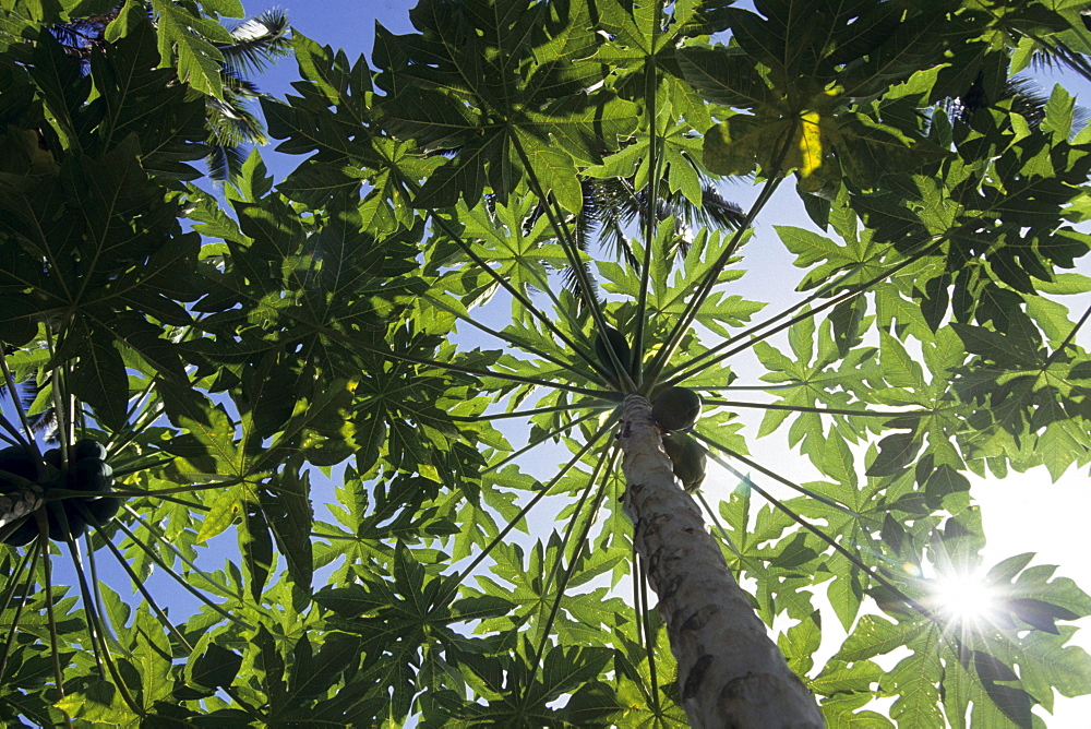 Papaya Tree, Paw Paw, Rarotonga, Cook Islands