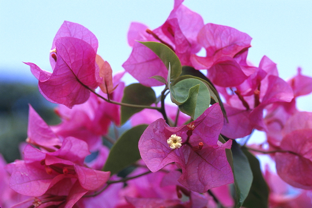 Purple Bougainvillea Flowers, Rarotonga, Cook Islands