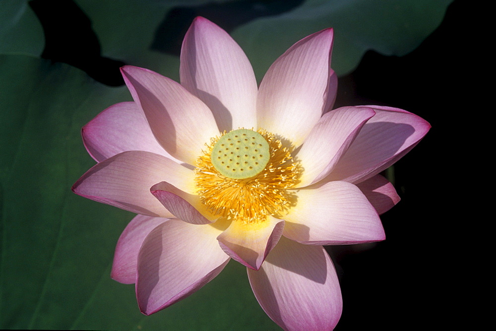 Lotus Flower, Lou Lim Ieoc Garden, Macau