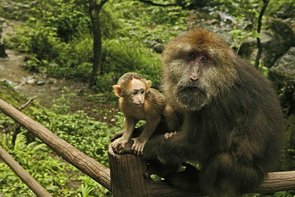 Two monkeys on a pilgrimage route, Emei Shan, Sichuan province, China, Asia