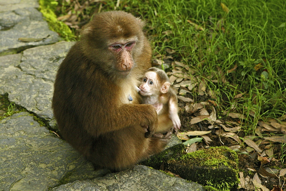 path and stairs, thieving monkeys, mountains, Emei Shan, World Heritage Site, UNESCO, China, Asia