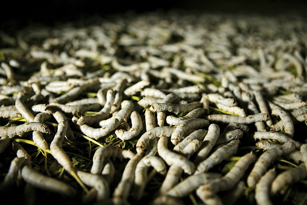 Silkworms, Nanping, Huangshan, China, Asia