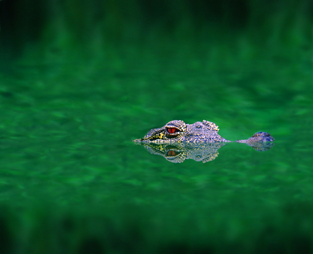 American crocodile in a swamp, Everglades, Florida, USA