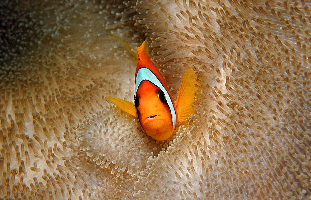 Twobar anemone fish, Amphiprion bicinctus, Djibouti, Djibuti, Africa, Afar Triangle, Gulf of Aden, Gulf of Tadjourah