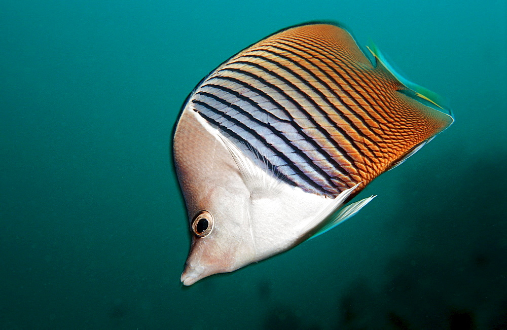 White-face butterflyfish, Chaetodon mesoleucos, Djibouti, Djibuti, Africa, Afar Triangle, Gulf of Aden, Gulf of Tadjourah