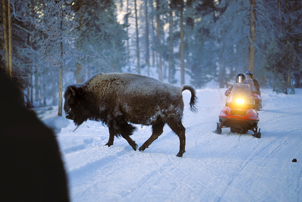 Bison crossing road in front of snowmobile, Yellowstone National Park, Wyoming, USA, America