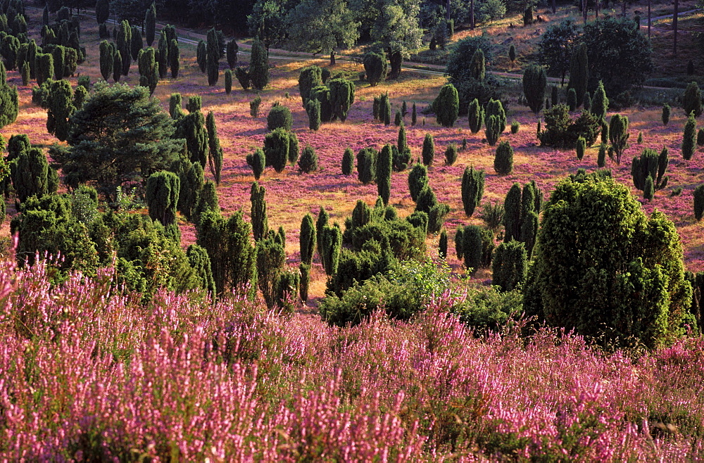 Lueneburger Heide, Lower Saxony, Germany