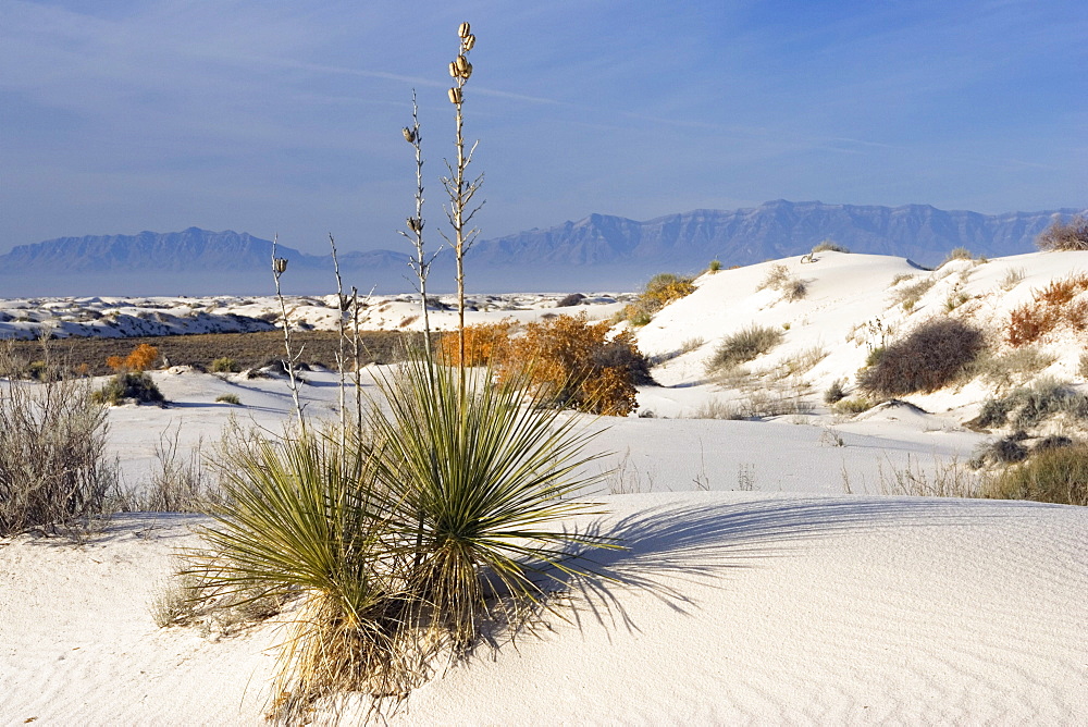 Soaptree, Yucca in dunes, Yucca elata, gypsum dune field, White Sands National Monument, New Mexico, USA