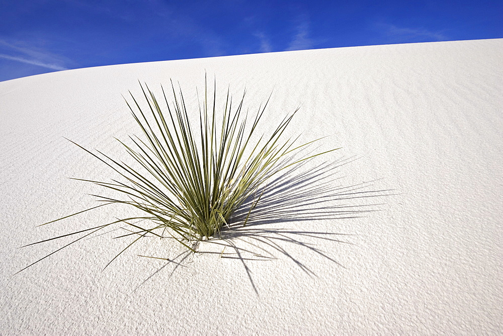 Yucca in dunes, White Sands National Monument, Chihuahua desert, New Mexico, USA, America