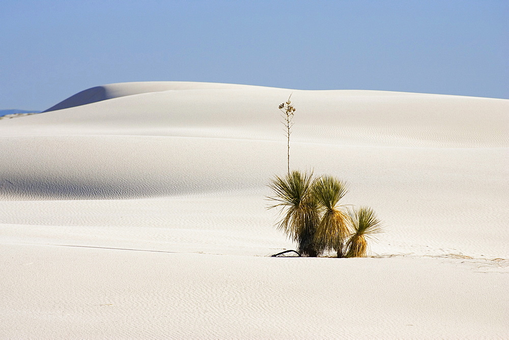 Soaptree, Yucca in dunes, Yucca elata, gypsum dune field, White Sands National Monument, New Mexico, USA