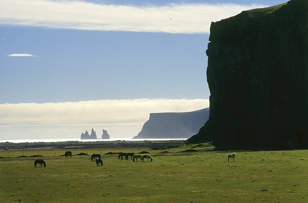 Islandic horses grazing in a field, Pony, Iceland